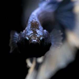 betta, splendens, aquarium