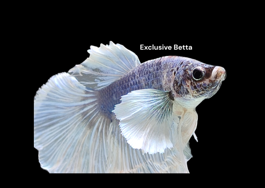 A Beginner's Guide to Identifying a Healthy Betta Fish When Buying –  Exclusive Betta
